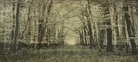 The Beech Wood II by Trevor Price RE